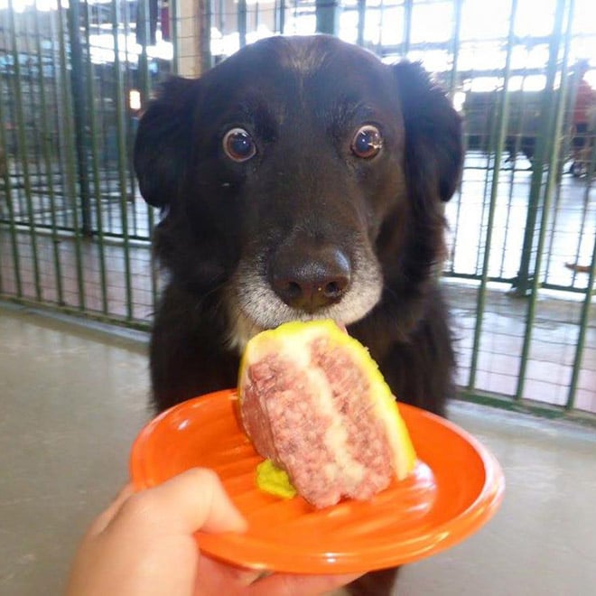 собака удивлена кусочку мясного тортика