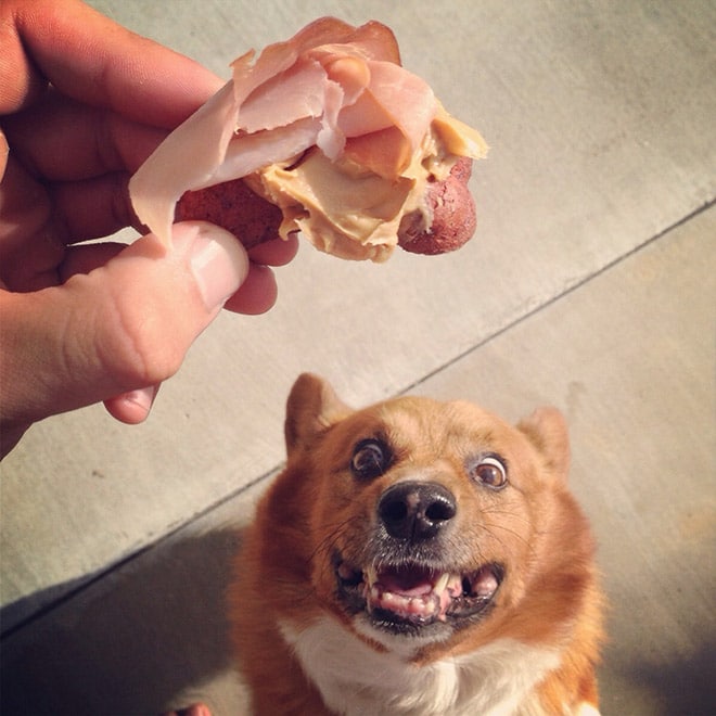собака просит бутерброд у хозяина