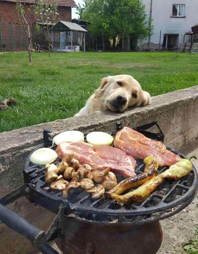 пес грустно смотрит на еду
