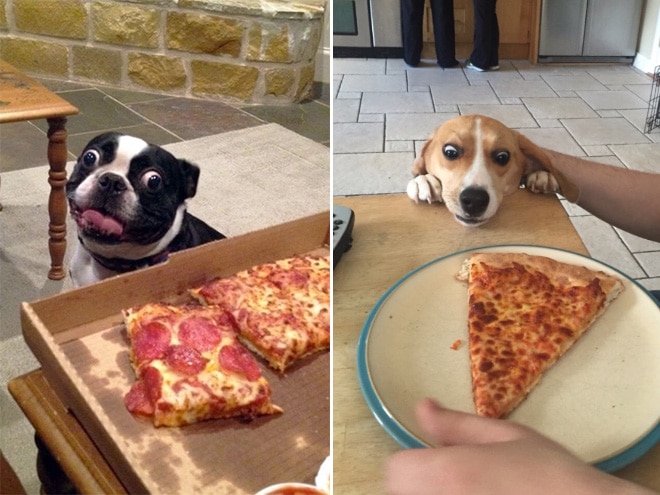 собаки смотрят на пиццу