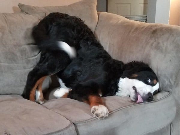 пес и диван