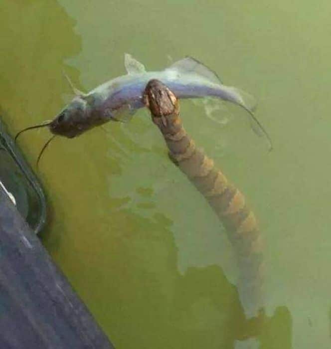 змея с рыбой