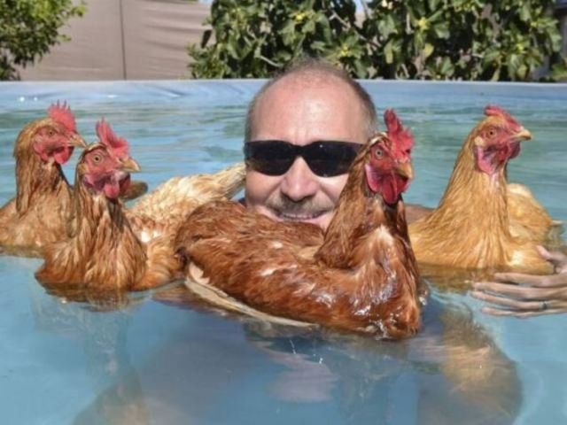 курицы в бассейне