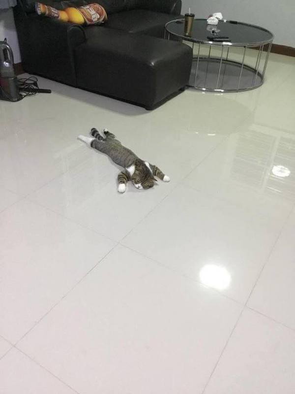 кошка на полу