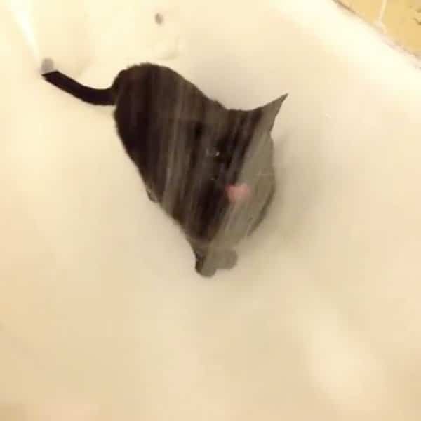черная кошка в ванне