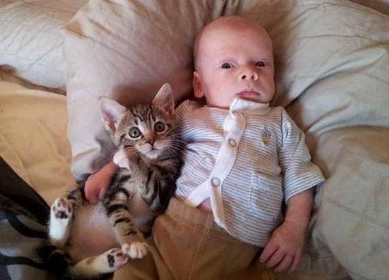 котенок и ребенок