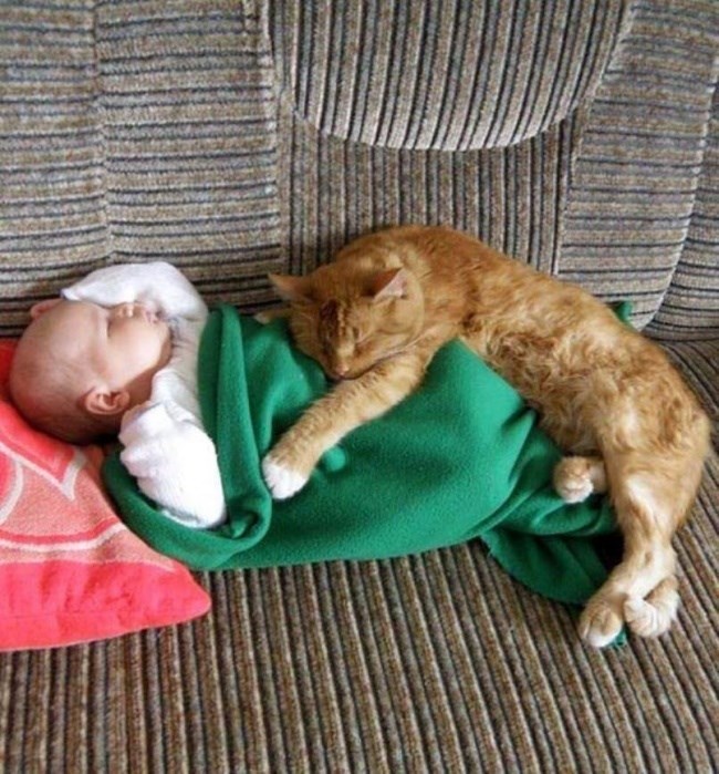 рыжий кот спит на младенце