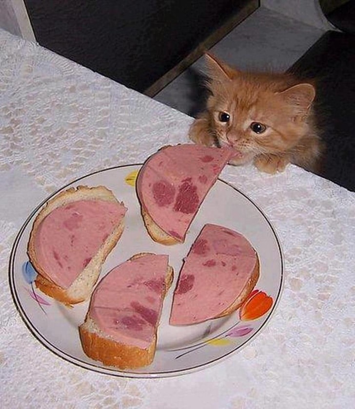 рыжий котенок крадет колбасу