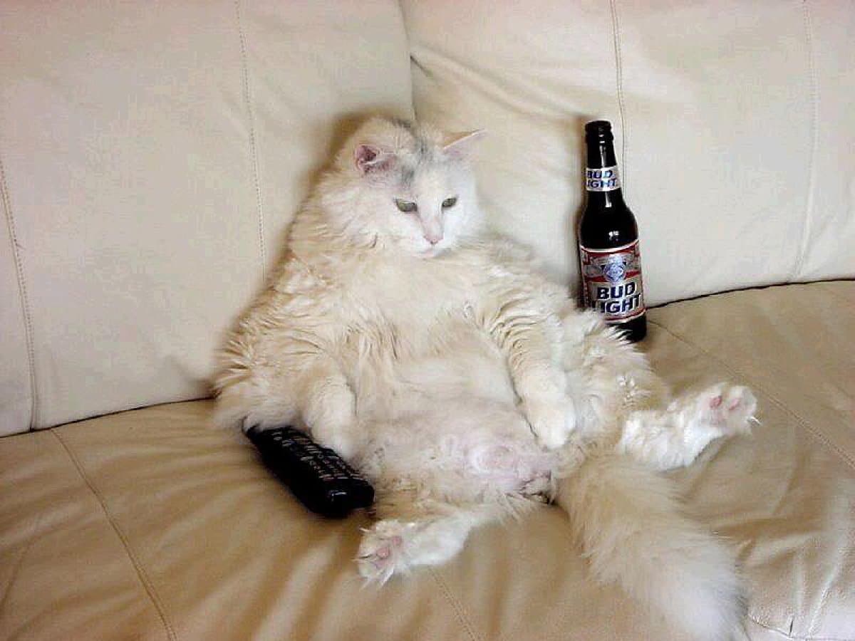 белый кот сидит на диване