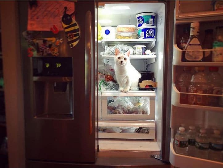 белый кот в холодильнике
