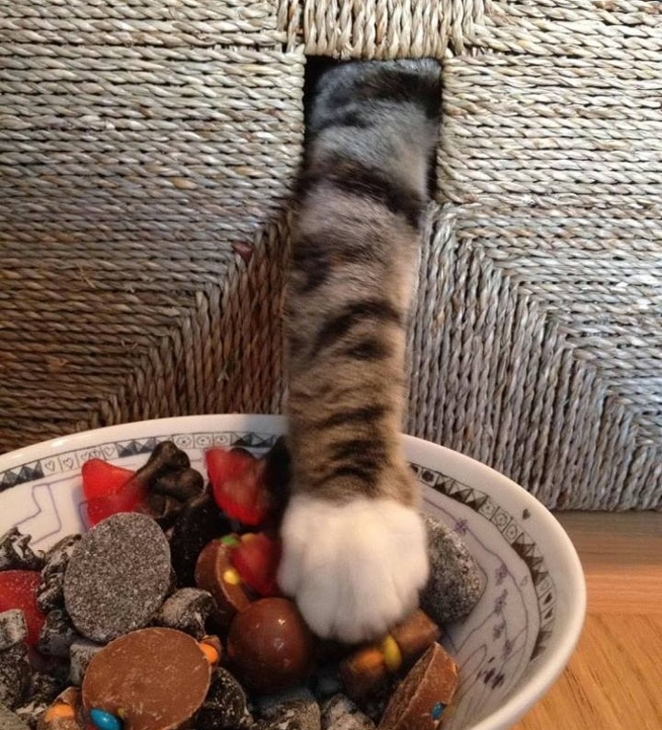 кошачья лапа в конфетах