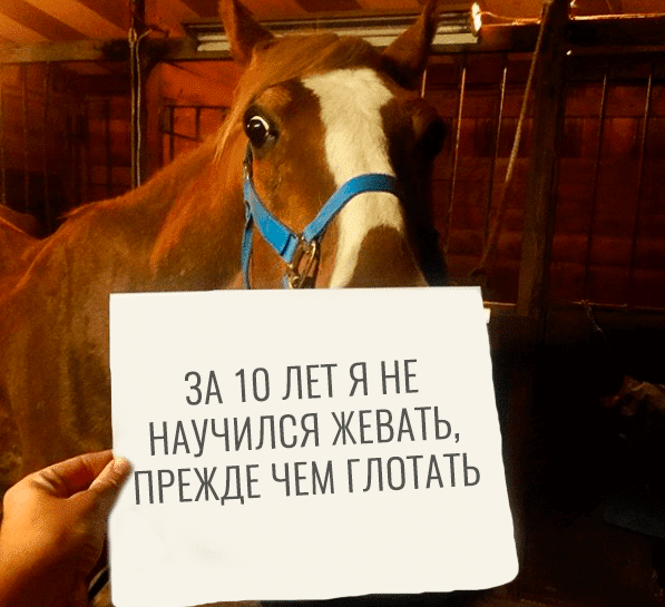 гнедой конь и записка