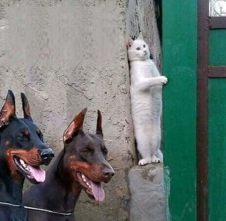белый кот прячется от собак