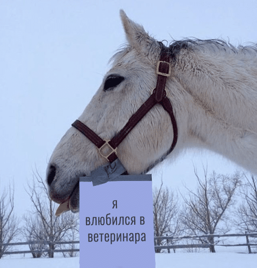 белая лошадь с запиской