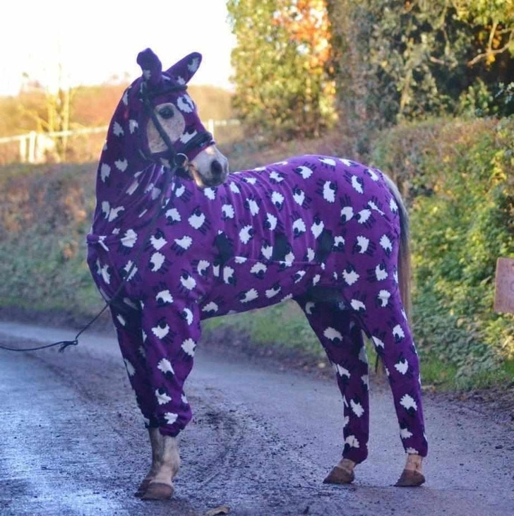 лошадь в пижаме
