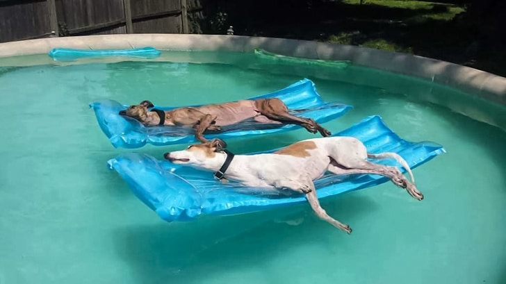 собаки в бассейне на надувных матрасах