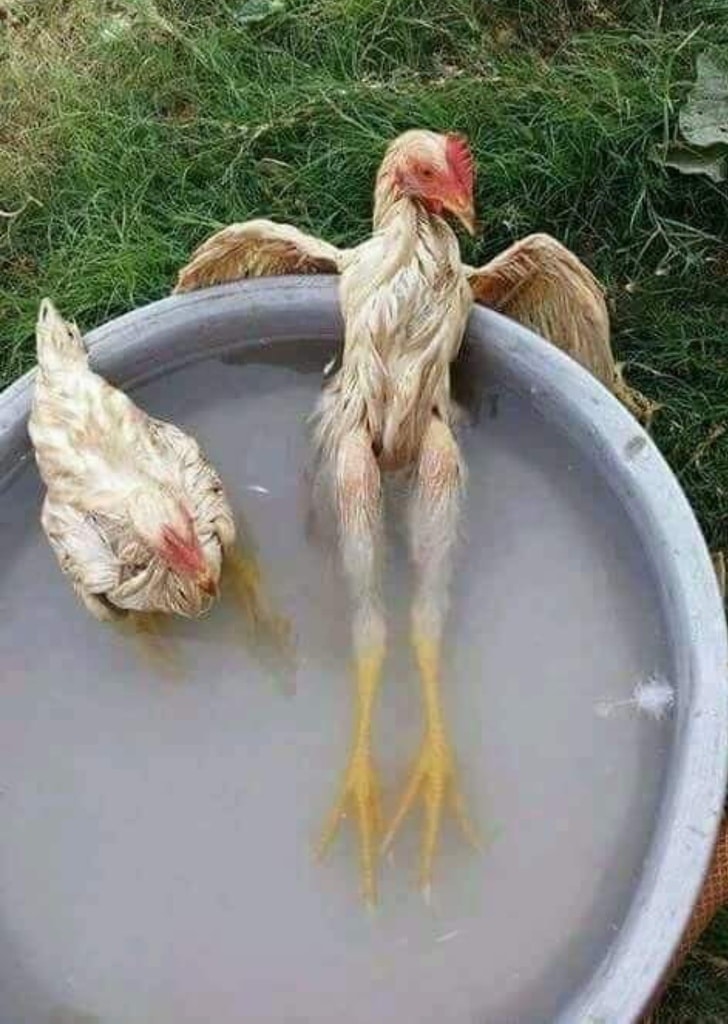 курица в тазе с водой