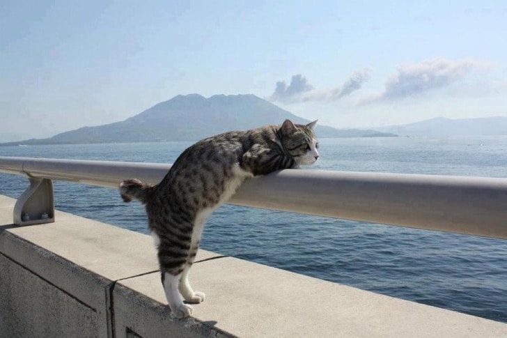 кот смотрит на океан