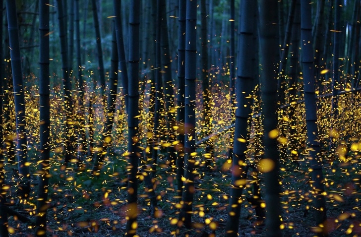 светлячки в лесу