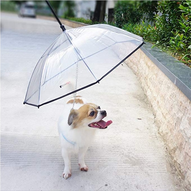 зонтик для собаки
