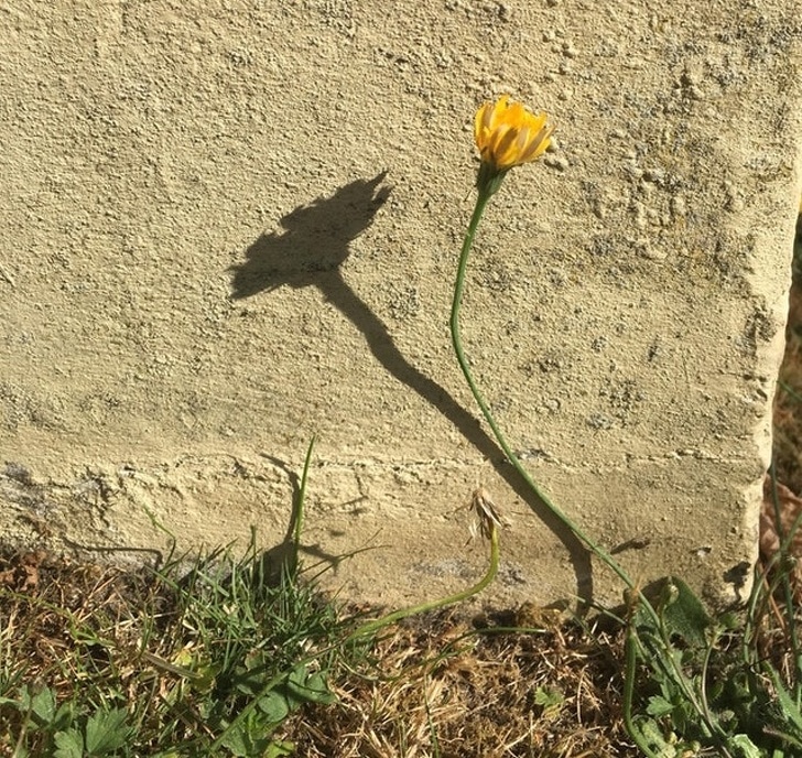 тень от цветка