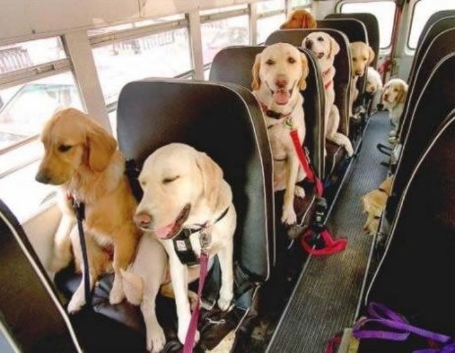 собаки в автоусе