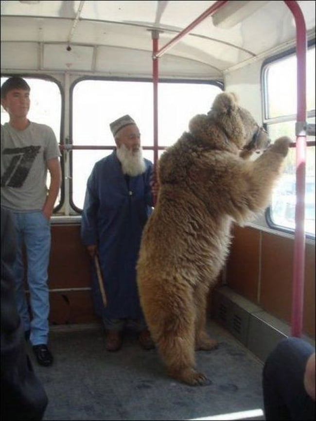 медведь в автобусе