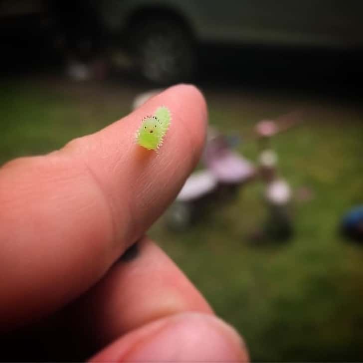 маленькая гусеница