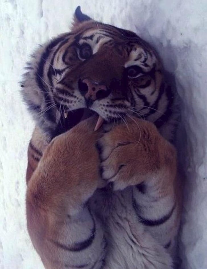 ласковый тигр