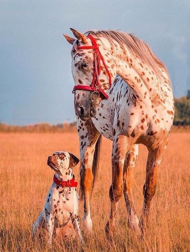 лошадь и собака