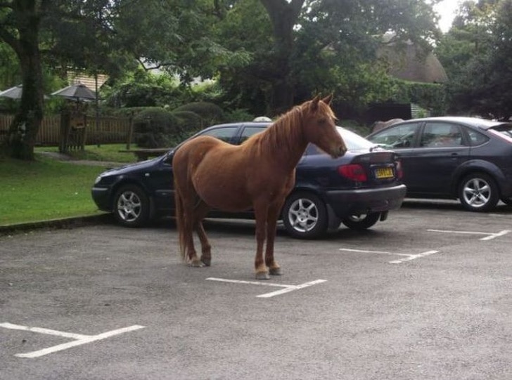 конь на парковке