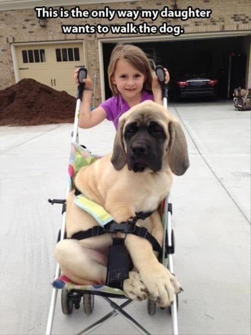 девочка везет в коляске собаку