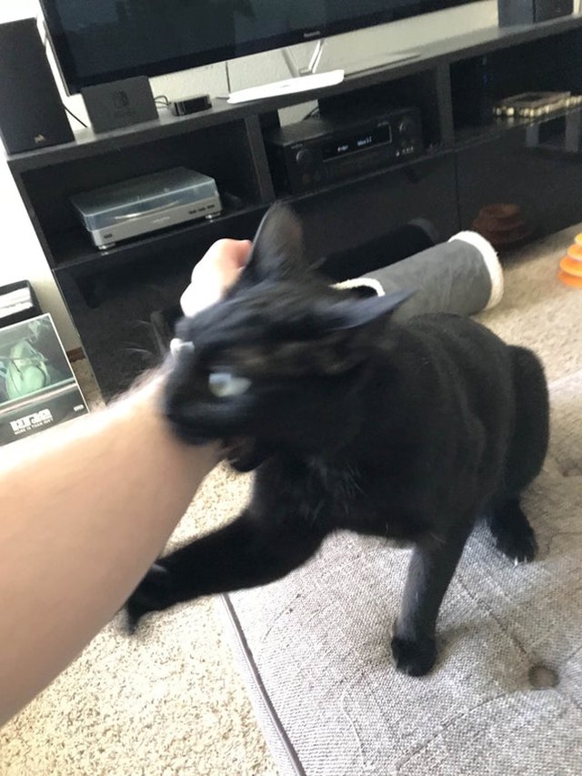 черный кот кусает за руку