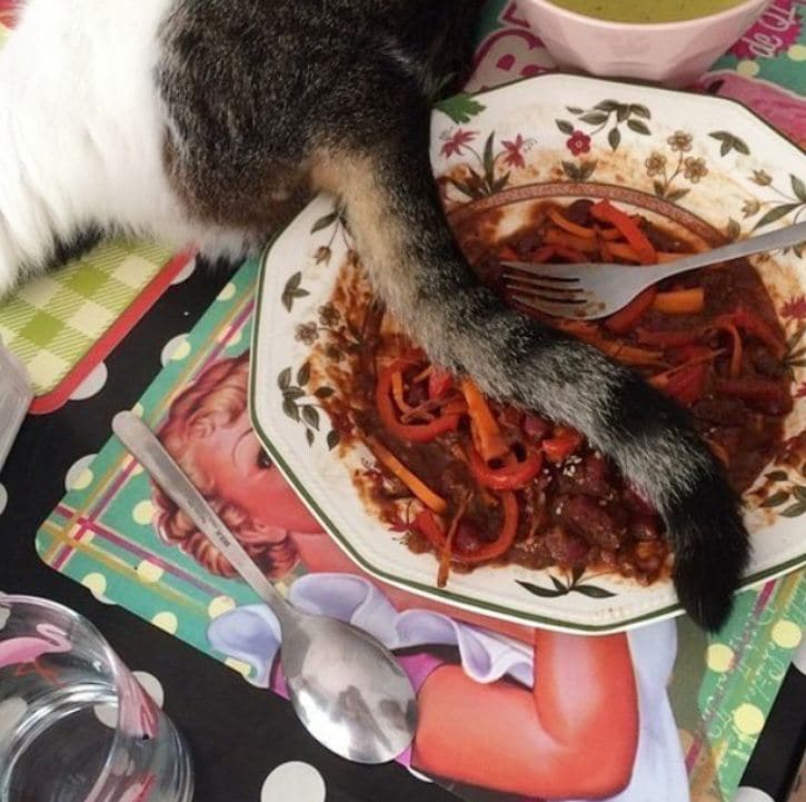 кошачий хвост в тарелке