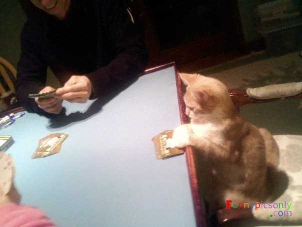кот играет в карты