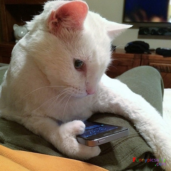 белый кот с телефоном