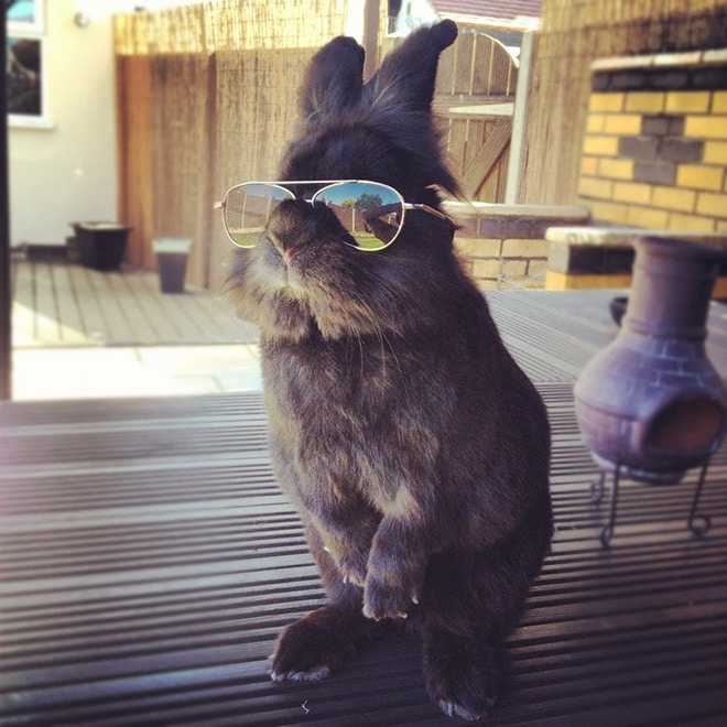 серый кролик в солнцезащитных очках