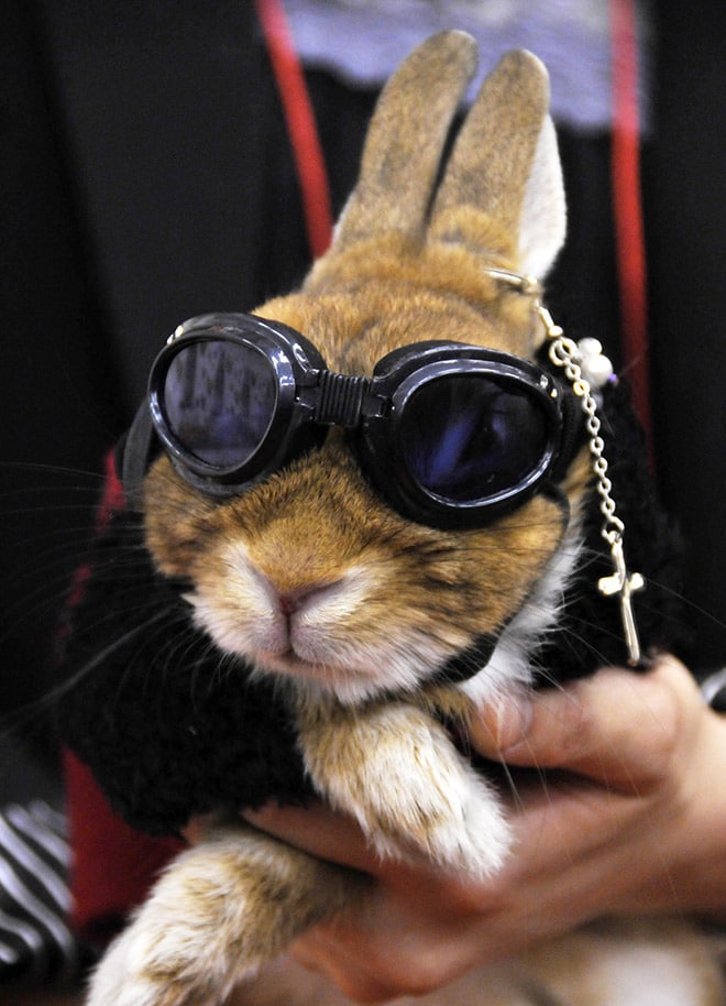 кролик в необычных солнцезащитных очках