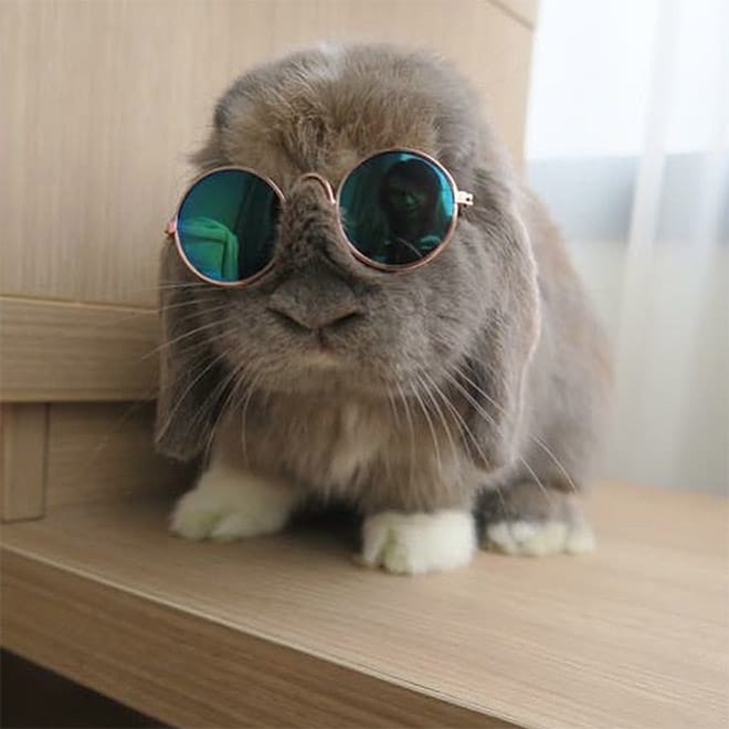 серый кролик в круглых солнцезащитных очках