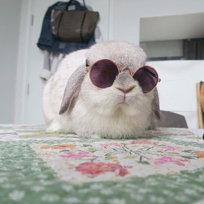 белый кролик в круглых солнцезащитных очках рис 2