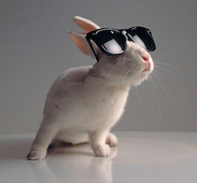 белый кролик в классических солнцезащитных очках