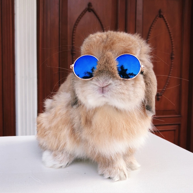 рыжий кролик в солнцезащитных очках