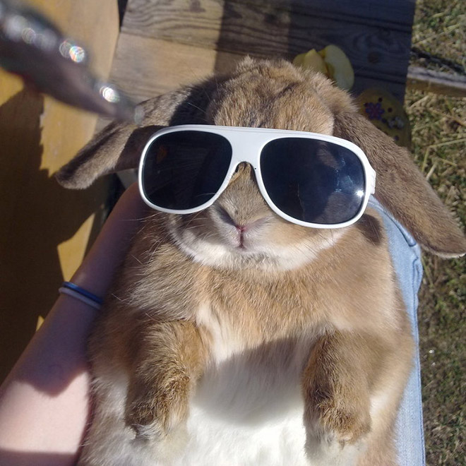 русый кролик в белых солнцезащитных очках