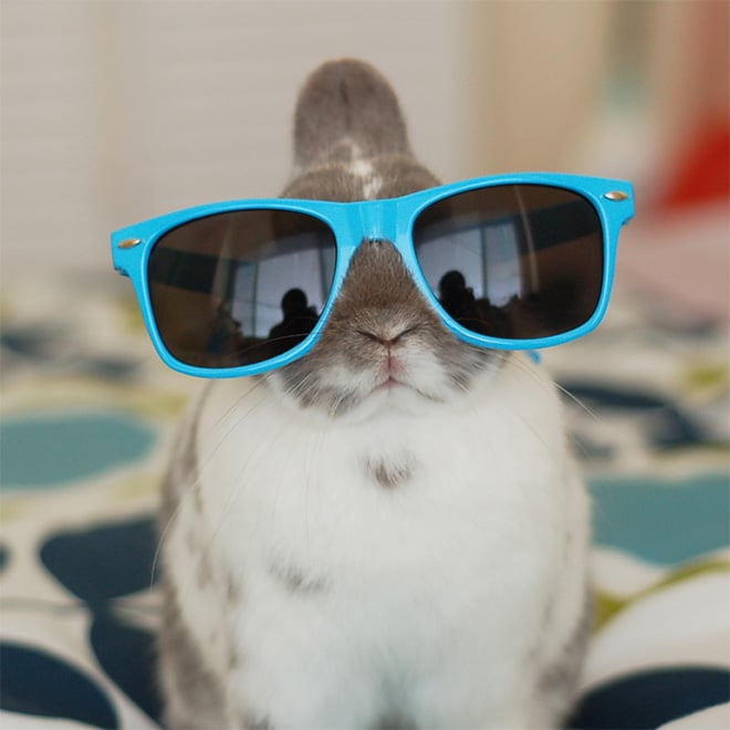 кролик в голубых солнцезащитных очках