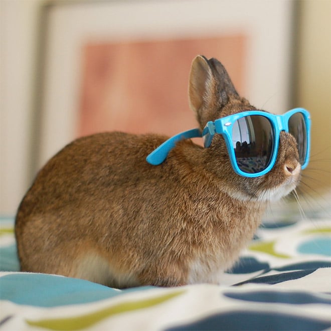 рыжий кролик в голубых солнцезащитных очках