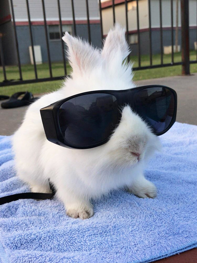 белый кролик в черных солнцезащитных очках