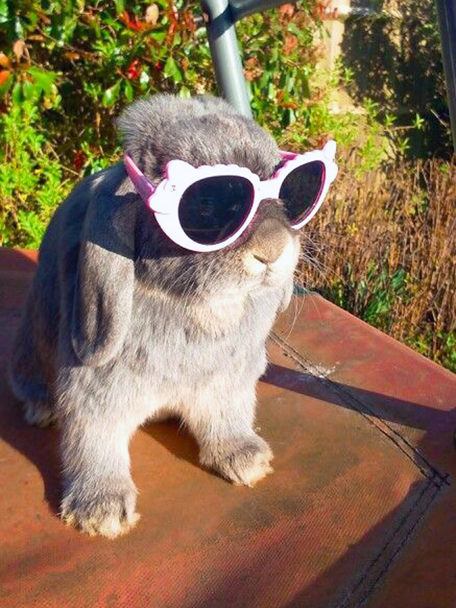 серый кролик в солнцезащитных очках рис 2