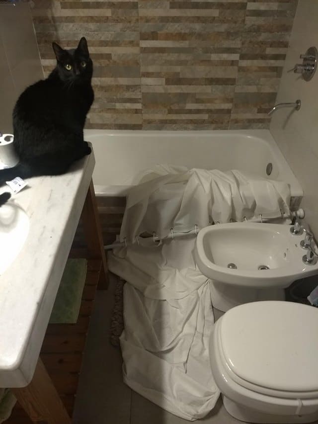 черный кот в ванной