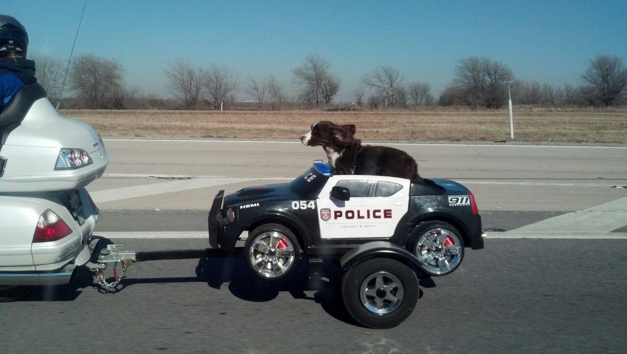 собака в полицейской машине