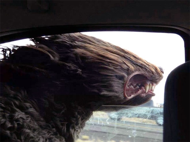 собака ловит ветер в окне автомобиля